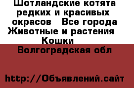 Шотландские котята редких и красивых  окрасов - Все города Животные и растения » Кошки   . Волгоградская обл.